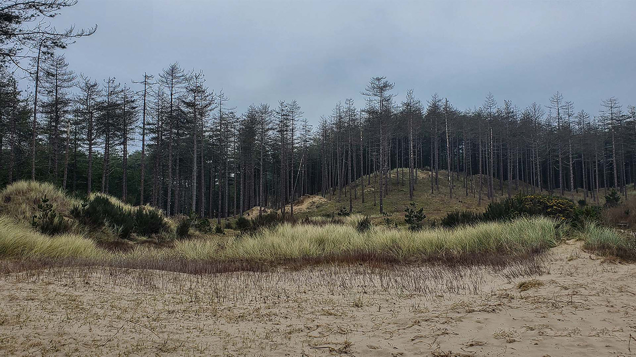 Newborough National Nature Reserve and Forest, Anglesey, North Wales image 2