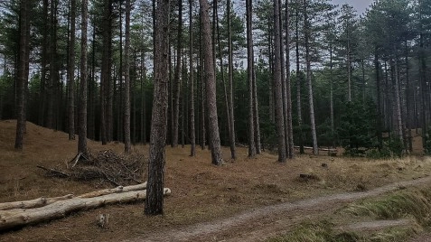 Newborough National Nature Reserve and Forest, Anglesey, North Wales image 3
