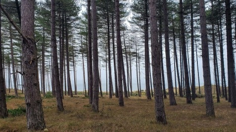 Newborough National Nature Reserve and Forest, Anglesey, North Wales image 4