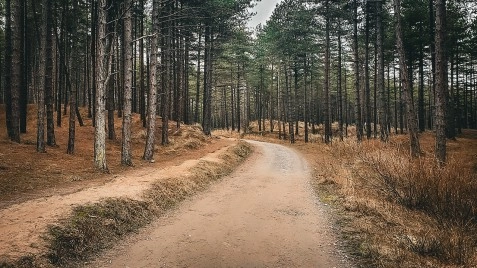 Newborough National Nature Reserve and Forest, Anglesey, North Wales image 5